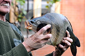 The fisherman holds a large river fish crucian carp in his hands.The concept of the use of fish in nutrition