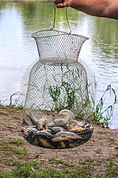 Fisherman holds metal grid fish corf with live fresh crucian carp catch on river background at fishing. Close up vertical view