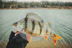 Fisherman holds a perch in his hand