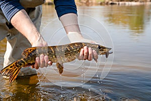 Fisherman holds pike