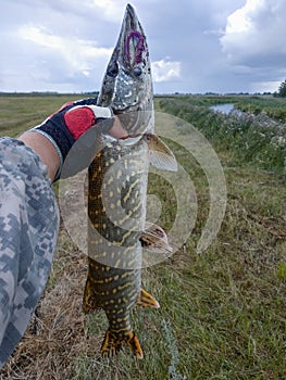 Fisherman holds a pike in his hand