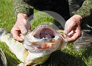 A fisherman holds a river fish Pike perch by the head, with an open mouth and sharp teeth. Close up. Predatory fish live in