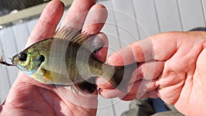Fisherman holds small bluegill panfish fish caught on fishing fly hook at a dock