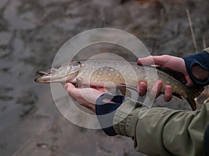 Fisherman holds small northern pike Esox lucius