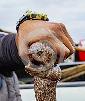 Fisherman holds up eel that he caught and will now be sold for dinner in Vina del Mar, Chile photo
