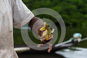 Fisherman holds yellow fish in his hand against the green fores photo