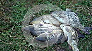 Fisherman lays out a lot of caught carp fish in a pile on the grass