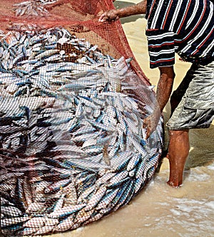 Fisherman lifting heavy net with fish.