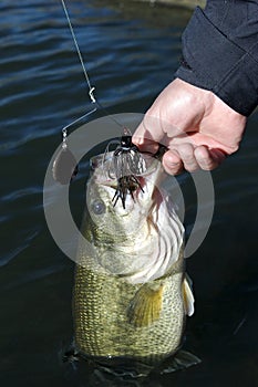 Largemouth Bass with Black Spinnerbait Closeup