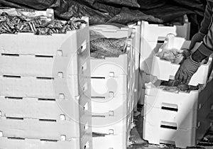 Fisherman making stack of crates full of freshly caught fish.