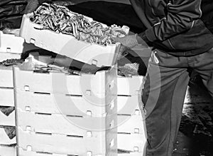 Fisherman making stack of crates full of freshly caught fish.