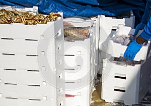 Fisherman making stack of crates full of freshly caught fish