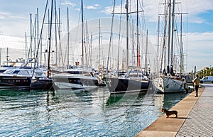 Dog on Paseo maritimo - Palma de Mallorca, Balearic Islands, Spain