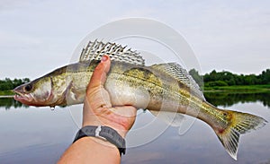 Fisherman with perch fish