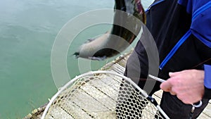 A fisherman pulls a trout out of the water on a spinning rod and puts it in a net. Fishing on the pond, fishing equipment,