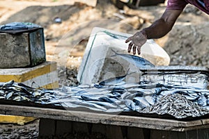 Fisherman putting fresh fish on a wooden table for sale at the local fish market in Galle, Sri Lanka