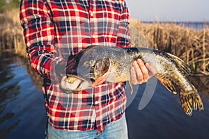 The fisherman in the red shirt is holding a fish pike caught on a hook