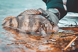 A fisherman releases a perch into the lake