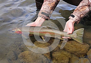 Fisherman releasing large trout in river