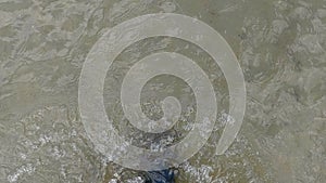 Fisherman releasing lenok fish back into the river. Catch and release on a sunny day, freshwater fish