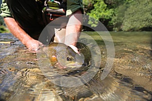 Fisherman releasing little trout in river