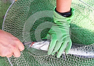 the fisherman removes the hook from the caught fish