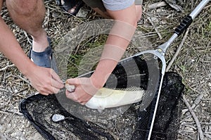 Fisherman Removing Hook on the Ground