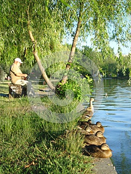 Fisherman and row of wild ducks on lakeshore