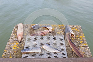 Fisherman's assortment