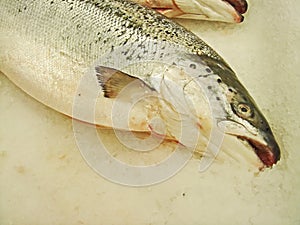 Fisherman`s catch. Fish on the ice. Background blur, selective focus