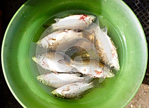 Fisherman`s catch. Fish in water after being caught, closeup