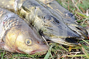 Fisherman's Catch - Pikes and Chub Fish photo