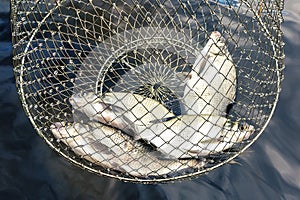 Fisherman`s catch from several freshwater fish in a cage