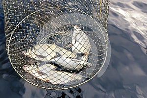 Fisherman`s catch from several freshwater fish in a cage