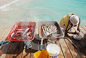 Fisherman at Santa Maria - Sal Island - Cape Verde