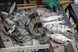 Fisherman selling fish from the boat