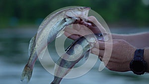 The fisherman shows the caught bersh fish to the camera