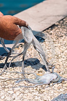 Fisherman slamming and softening with hand a big raw fresh octopus on the pier of the port of Bari, Puglia