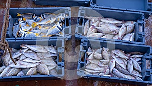 Fisherman sorting the fishes caught in sea by category in qatar