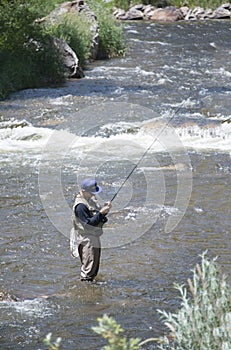 Fisherman standing in the Poudre River fly fishing in Colorado, USA