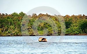 fisherman at Sundarbans and mangrove woods
