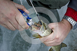 Fisherman takes out the bait from the mouth of the pike close-up