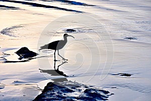 Fisherman taking advantage of the low tide