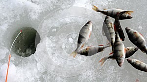 The fisherman throws the fish onto the ice.