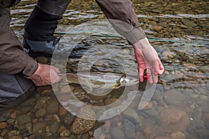 A fisherman about to release a Bull Trout, Caught on a fly, back into the river
