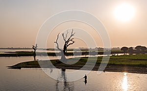 Fisherman and tree silhouette, Amarapura, Myanmar