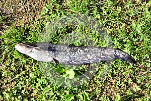 Fisherman trophy- Freshwater catfish on the grass