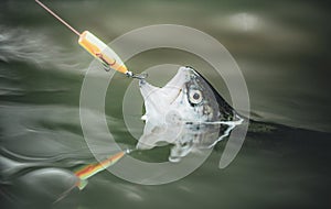 Fisherman and trout. Fish on the hook. Fly fishing - method for catching trout. Rainbow trout on a hook.