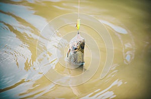 Fisherman and trout. River grayling on the hook. Fisherman and trophy trout. Holding brown trout. Still water trout