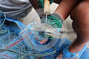 Fisherman unpack crab from trawl